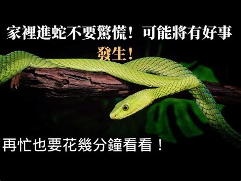 看到蛇代表什麼預兆|【家裡有蛇 代表】家中驚現蛇跡！代表吉兆還是凶兆？